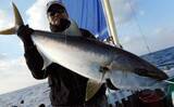 「【沖釣り釣果速報】芦屋沖の落とし込み釣りで100cmヒラマサ浮上！船中青物57匹の爆発劇（福岡）」の画像24