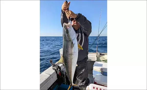 「【沖釣り釣果速報】芦屋沖の落とし込み釣りで100cmヒラマサ浮上！船中青物57匹の爆発劇（福岡）」の画像