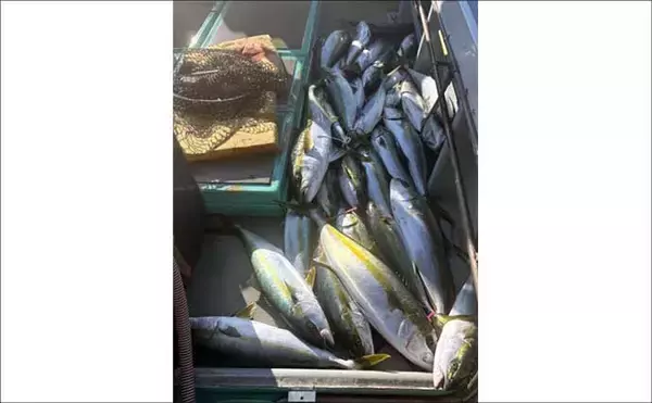 「【沖釣り釣果速報】芦屋沖の落とし込み釣りで100cmヒラマサ浮上！船中青物57匹の爆発劇（福岡）」の画像