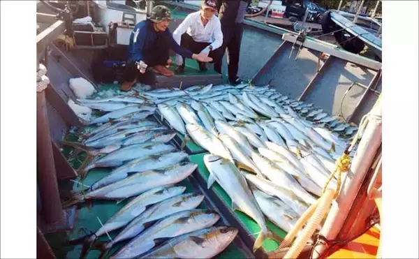「【沖釣り釣果速報】芦屋沖の落とし込み釣りで100cmヒラマサ浮上！船中青物57匹の爆発劇（福岡）」の画像