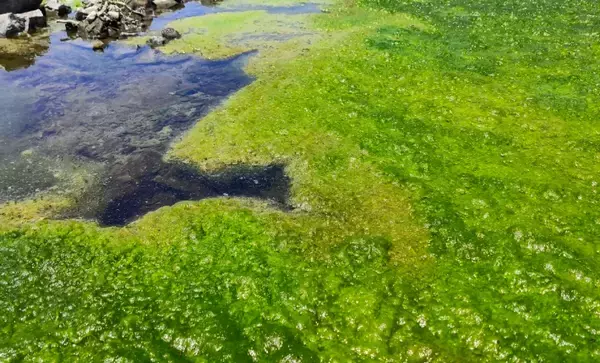 大規模断水の原因はまさかの「藻の異常繁殖」　根本的な原因は温暖化