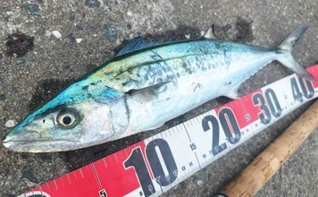 初心者が堤防からサゴシを釣る方法　ライトショアジギングのタックル・ルアー・釣り方を解説