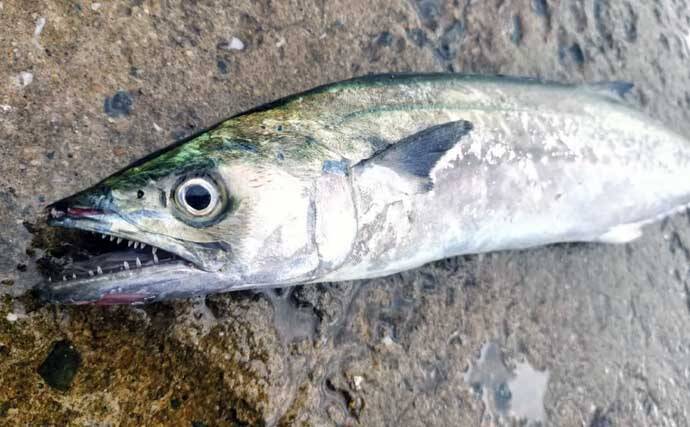 初心者が堤防からサゴシを釣る方法　ライトショアジギングのタックル・ルアー・釣り方を解説