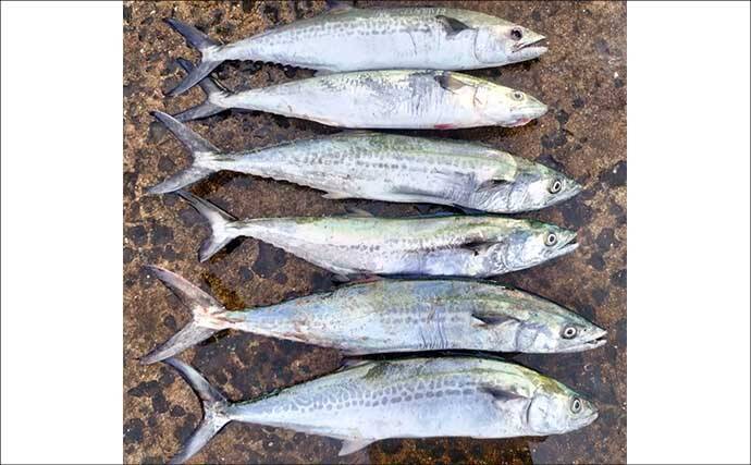 初心者が堤防からサゴシを釣る方法　ライトショアジギングのタックル・ルアー・釣り方を解説