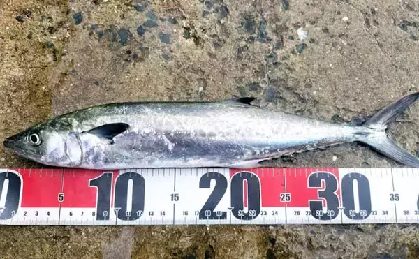 「初心者が堤防からサゴシを釣る方法　ライトショアジギングのタックル・ルアー・釣り方を解説」の画像