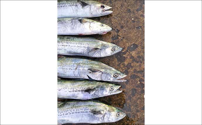 初心者が堤防からサゴシを釣る方法　ライトショアジギングのタックル・ルアー・釣り方を解説