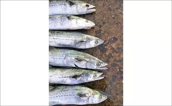 「初心者が堤防からサゴシを釣る方法　ライトショアジギングのタックル・ルアー・釣り方を解説」の画像