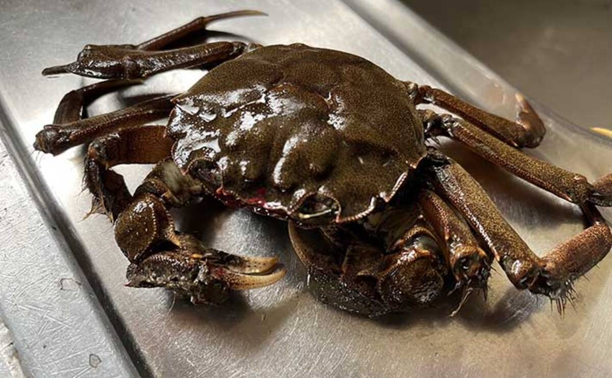 高級「上海蟹」の近種『モクズガニ』は身近な珍味 絶品酒蒸しを食す  