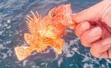 「中深海釣りでオニカサゴ5匹にアヤメカサゴ7匹をキャッチ【三重・大宏丸】」の画像5