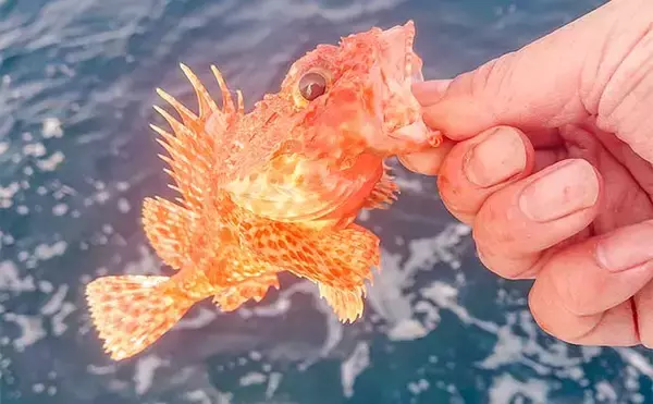 「中深海釣りでオニカサゴ5匹にアヤメカサゴ7匹をキャッチ【三重・大宏丸】」の画像