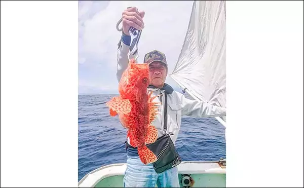 「中深海釣りでオニカサゴ5匹にアヤメカサゴ7匹をキャッチ【三重・大宏丸】」の画像