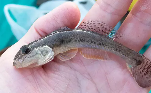 「ハゼ釣りの【ウキ釣りとミャク釣りのメリット＆デメリット】 初心者に向いているのは？」の画像