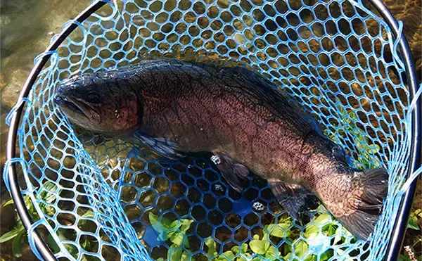 「『フィッシングパーク高島の泉』の特徴＆攻略法紹介【滋賀】広大で魚影抜群な好釣り場」の画像