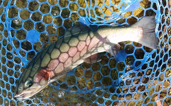 「『フィッシングパーク高島の泉』の特徴＆攻略法紹介【滋賀】広大で魚影抜群な好釣り場」の画像