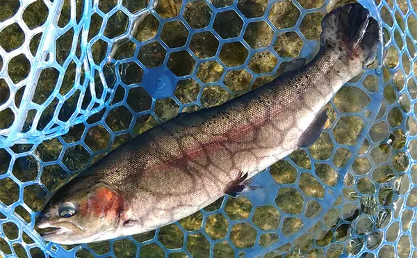 「『フィッシングパーク高島の泉』の特徴＆攻略法紹介【滋賀】広大で魚影抜群な好釣り場」の画像