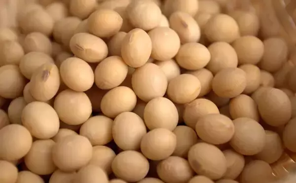 「「刺身にフライにウニまで？」進化が止まらない【植物性シーフードの世界】」の画像