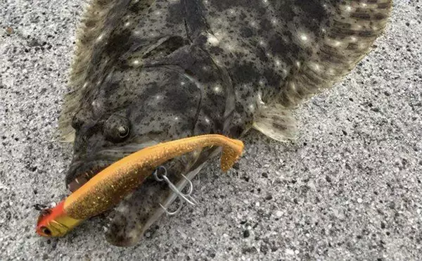 「「ヒラメ連発も夢じゃない！」 秋の陸っぱりルアーヒラメ釣り徹底攻略法」の画像