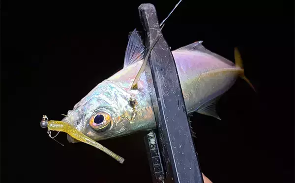 ルアーカラーの信じ過ぎにご注意を！ 「答え」ではなく「手段の一つ」と考えよう