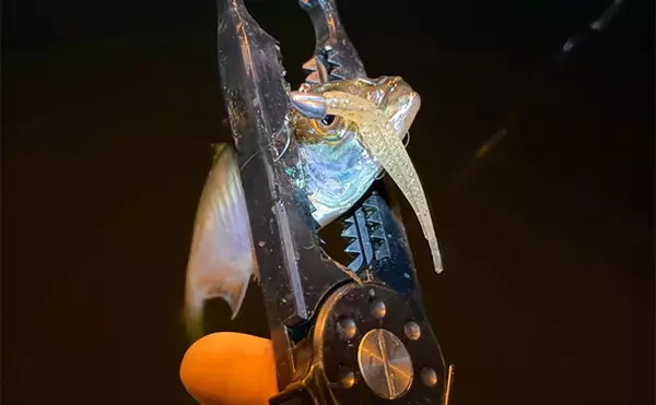 「ルアーカラーの信じ過ぎにご注意を！ 「答え」ではなく「手段の一つ」と考えよう」の画像