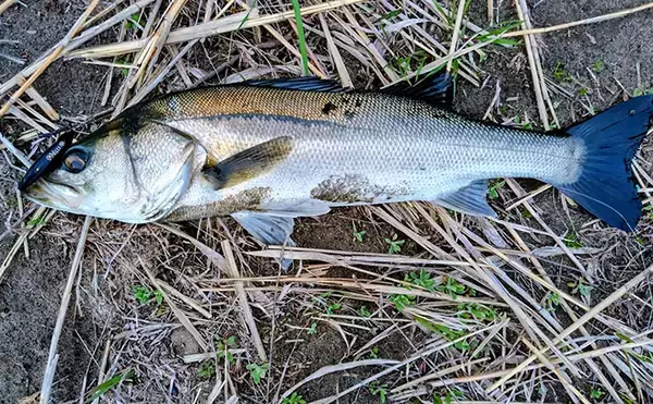 「ベイトはバチからハクへ？」リバーシーバスゲームで60cm級含み本命2匹！【千葉】