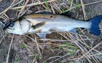 「ベイトはバチからハクへ？」リバーシーバスゲームで60cm級含み本命2匹！【千葉】