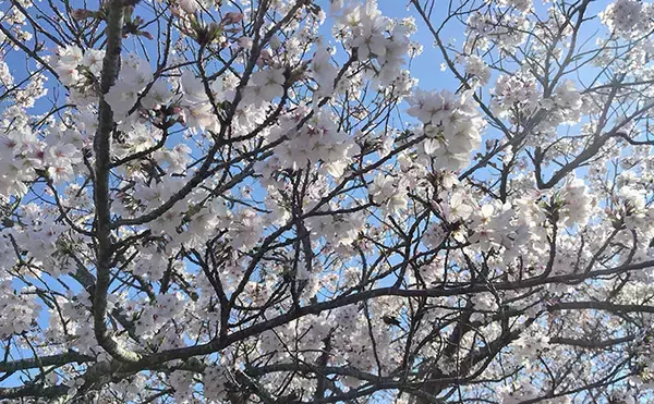 「「ベイトはバチからハクへ？」リバーシーバスゲームで60cm級含み本命2匹！【千葉】」の画像