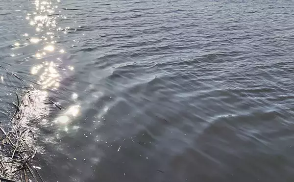 「「ベイトはバチからハクへ？」リバーシーバスゲームで60cm級含み本命2匹！【千葉】」の画像