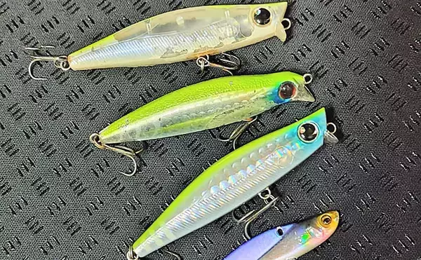 「「ベイトはバチからハクへ？」リバーシーバスゲームで60cm級含み本命2匹！【千葉】」の画像