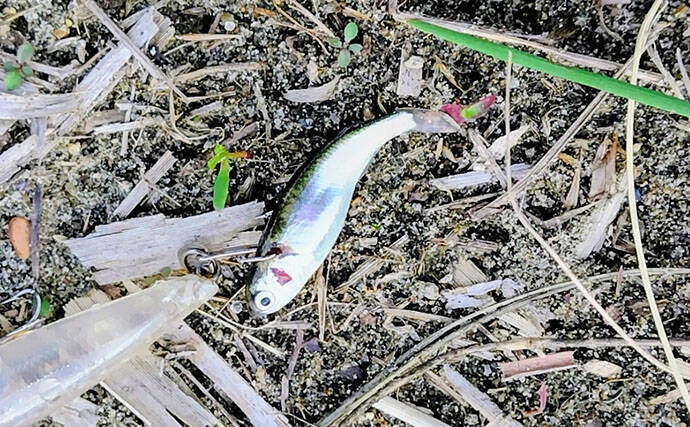 「ベイトはバチからハクへ？」リバーシーバスゲームで60cm級含み本命2匹！【千葉】