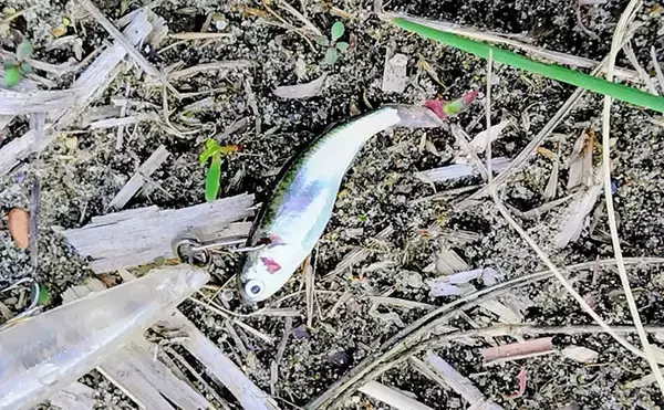 「「ベイトはバチからハクへ？」リバーシーバスゲームで60cm級含み本命2匹！【千葉】」の画像