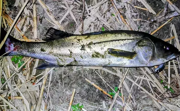 「「ベイトはバチからハクへ？」リバーシーバスゲームで60cm級含み本命2匹！【千葉】」の画像