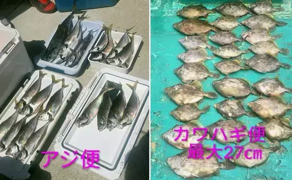 「明石沖タイラバで良型マダイがコンスタントにヒット！ 関西エリアの【船釣り特選釣果7選】」の画像