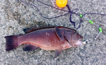 青物フィーバーの「岸和田一文字」で落とし込み釣り【大阪】午後の上り潮で44cmカンダイ浮上！