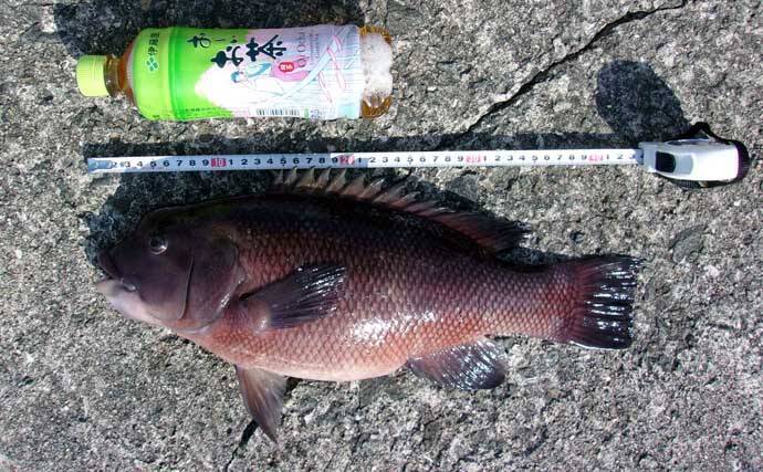 青物フィーバーの「岸和田一文字」で落とし込み釣り【大阪】午後の上り潮で44cmカンダイ浮上！