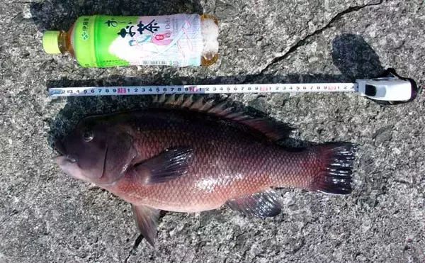 「青物フィーバーの「岸和田一文字」で落とし込み釣り【大阪】午後の上り潮で44cmカンダイ浮上！」の画像