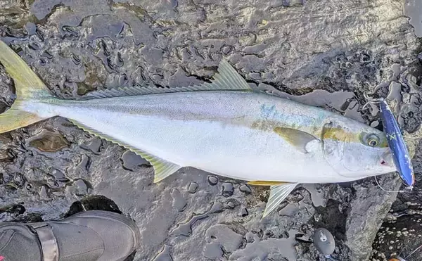 「五島列島の遠征ロックショア釣行でヒラマサ5kg級手中！【長崎・小値賀島】地磯歩きでチャンスつかむ」の画像