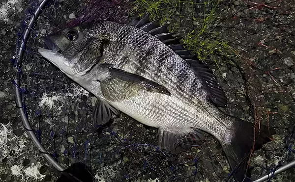 「泉大津でのメバリングで本命不発も47cm頭にチヌ6尾と連発【大阪】」の画像