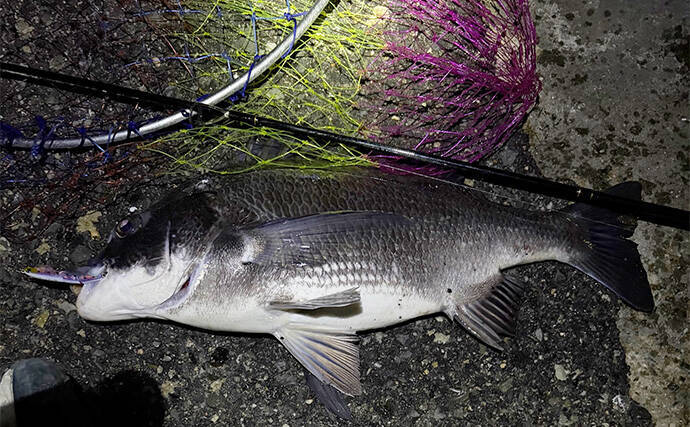 泉大津でのメバリングで本命不発も47cm頭にチヌ6尾と連発【大阪】