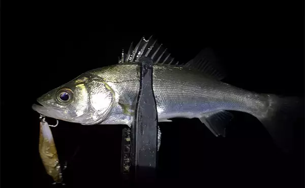 「泉大津でのメバリングで本命不発も47cm頭にチヌ6尾と連発【大阪】」の画像