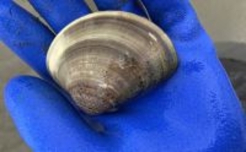 「12cm特大ハマグリを発見！」水神海岸での潮干狩りで一発大物狙い【愛知】