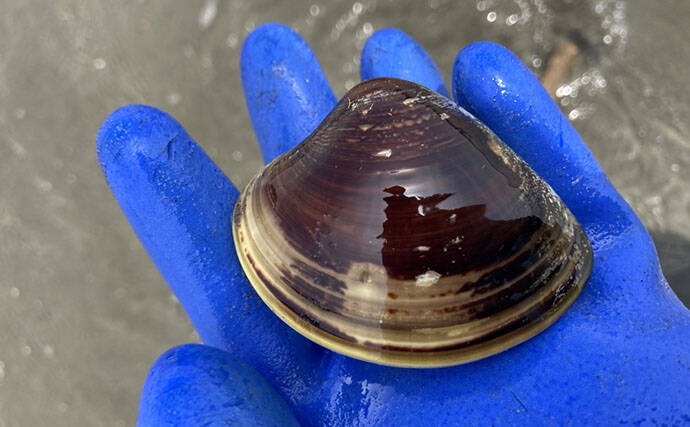 「12cm特大ハマグリを発見！」水神海岸での潮干狩りで一発大物狙い【愛知】