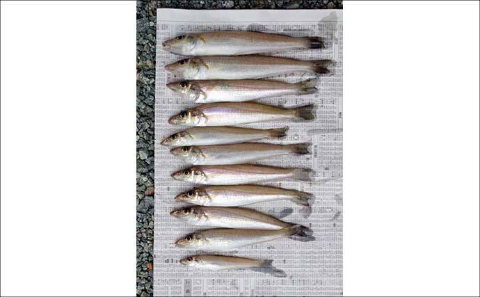 投げ釣り釣果レポート：神前海岸で17cm頭にキス11匹【三重】4色以内にヒット集中