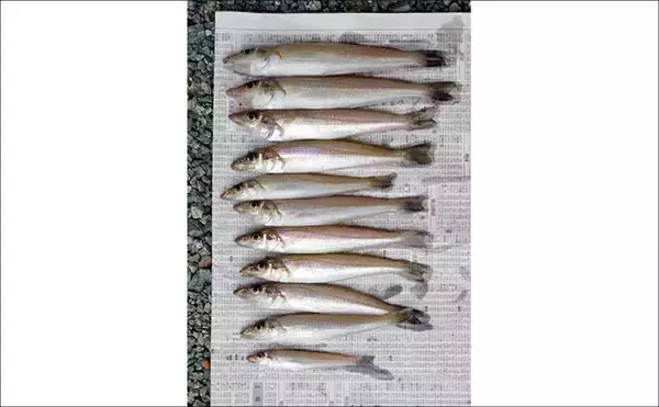 「投げ釣り釣果レポート：神前海岸で17cm頭にキス11匹【三重】4色以内にヒット集中」の画像