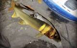 「【2026・アユ釣り開幕】トモ釣りってどんな釣り？初心者向けに解説」の画像1