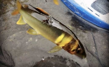 【2026・アユ釣り開幕】トモ釣りってどんな釣り？初心者向けに解説