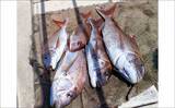 「「一つテンヤ」や「イカ流し釣り」で5kg超え大型マダイが好反応【船釣り釣果速報6選・長崎／佐賀】」の画像7