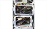 「沖磯フカセ釣りでイサキ数釣り＆40cmクロ手中！【大分】ロックゲームではアカハタもヒット」の画像12