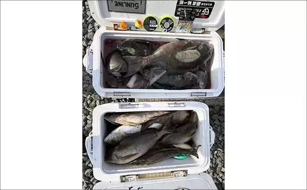 「沖磯フカセ釣りでイサキ数釣り＆40cmクロ手中！【大分】ロックゲームではアカハタもヒット」の画像
