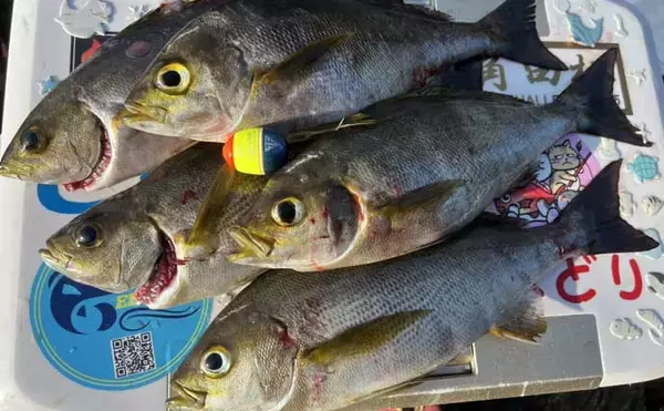 「沖磯フカセ釣りでイサキ数釣り＆40cmクロ手中！【大分】ロックゲームではアカハタもヒット」の画像