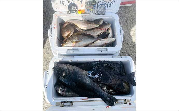 大分県鶴見の沖磯で良型イサキが連発！　40cm後半のクロ（グレ）も登場